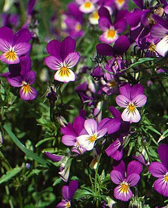  Image name: Viola del pensiero3.jpg 
 width: 346 pixel 
 height: 429 pixel 
 Size: 59966 bytes 
 Click to enlarge 